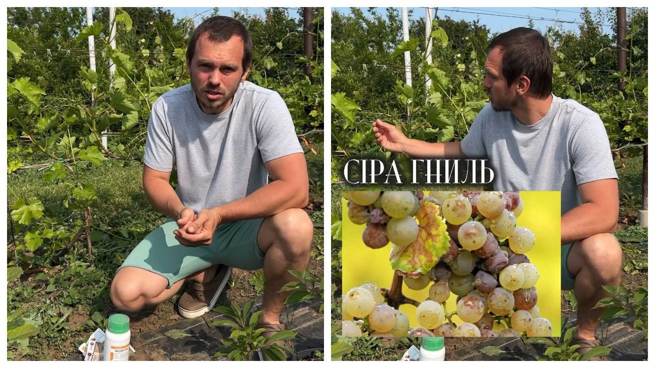 Садівники пояснили, яку слід провести найважливішу обробку винограду в червні