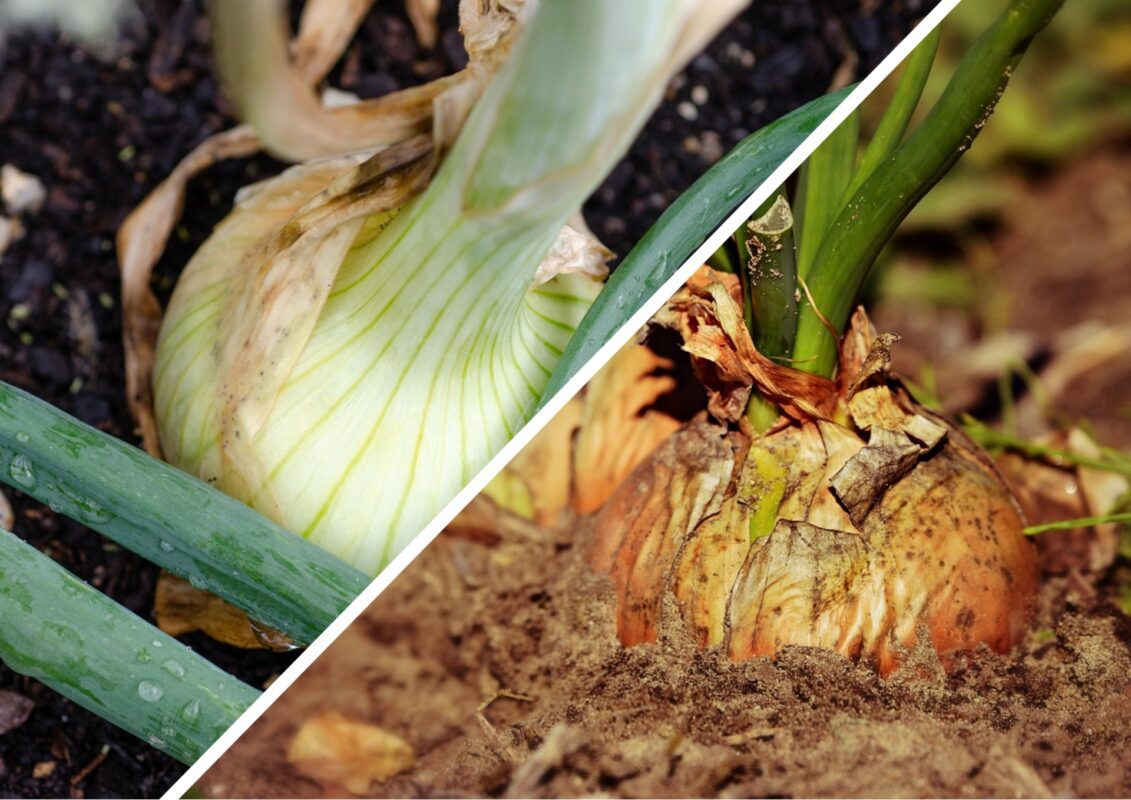 Агроном розповів, коли треба збирати врожай цибулі