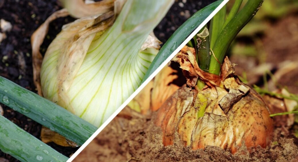Викопую цибулю тільки в цей час – інакше згниє до осені: 1 раз спробував, і переконався 