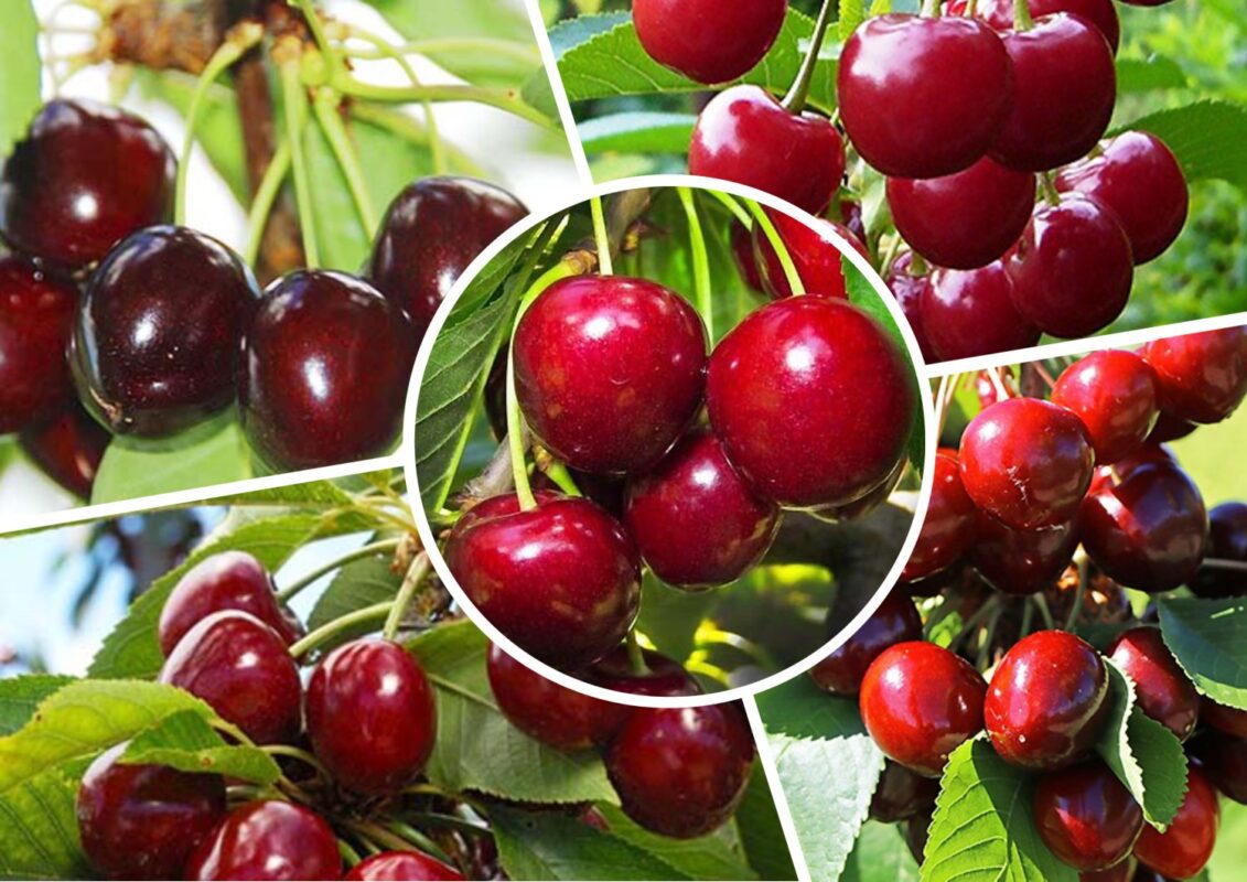 Сорти вишень з найбільшими ягодами