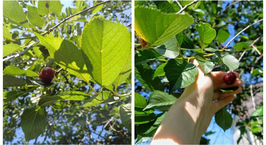Вишня цьогоріч вродила нівроку – час зробити модну стрижку в липні: запорука майбутнього урожаю 