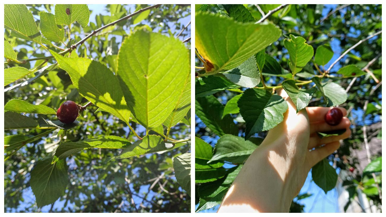 Садівники пояснили, які 3 сорти вишні варто посадити вже у вересні-2025