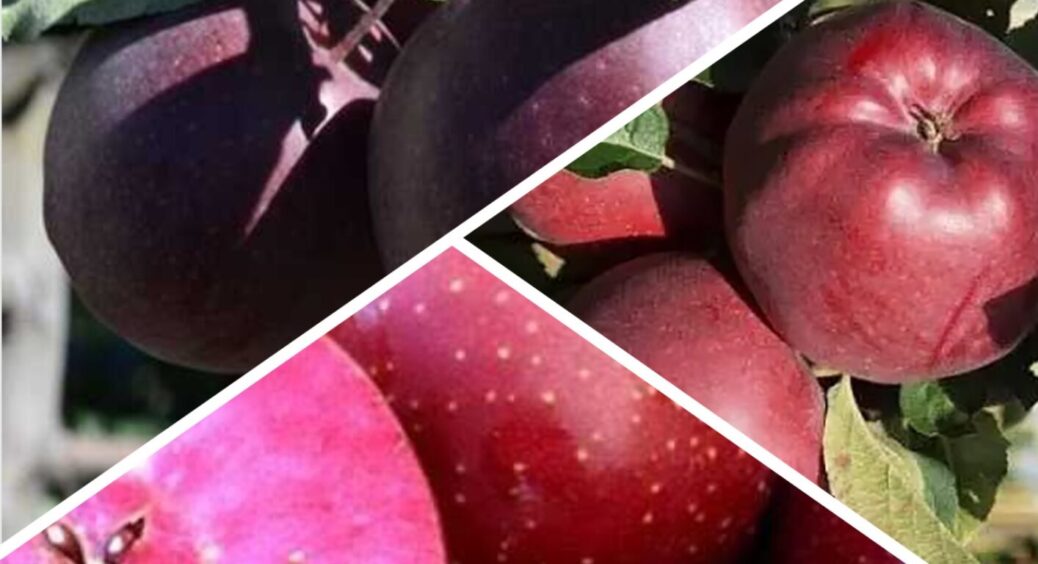 Яблука наче зі страшної казки: 3 сорти бордового кольору з насиченим смаком — стоять до морозів 