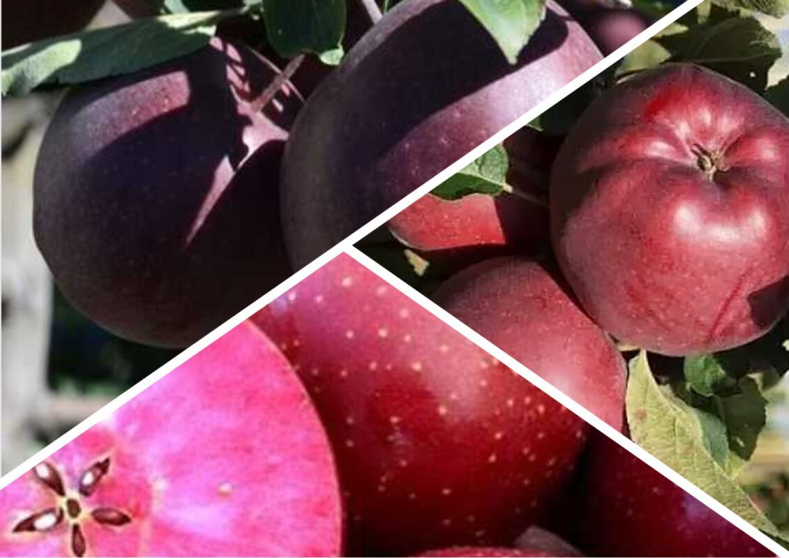 Сорти яблук з темною шкуринкою та червоним м'якушем