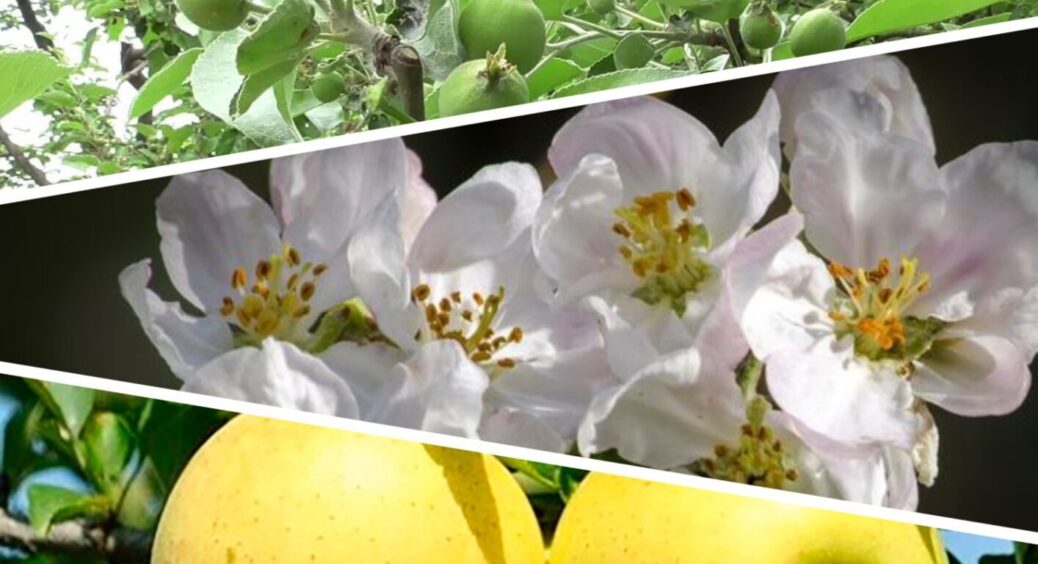 Цілющий коктейль для вашої яблуні: дерево щедро віддячить високим врожаєм великих плодів 