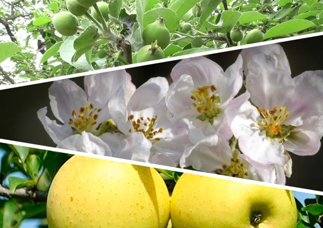 Органічний коктейль для яблуні у червні