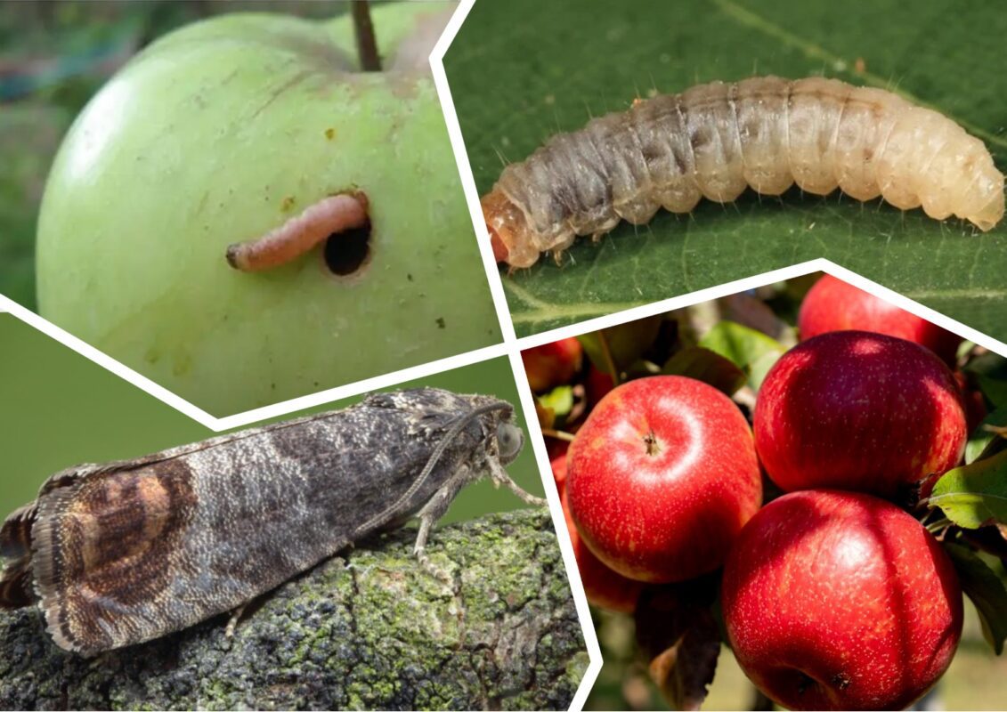 Як позбутися шкідників з яблуні