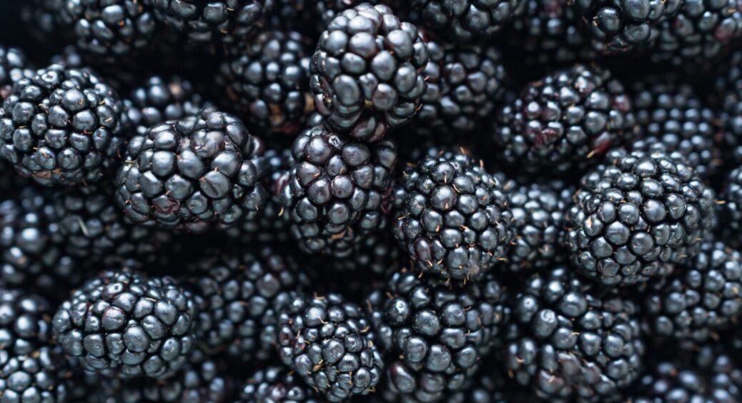 Чому ожина дрібніє кожного року: 1 проста маніпуляція збільшить розмір ягід у 2 рази 