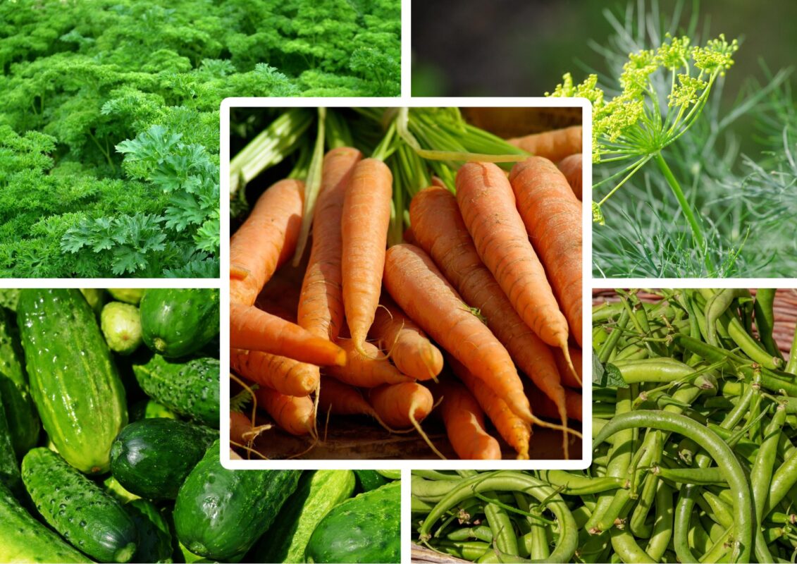 Експерт розповів, що робити, якщо овочі пішли в стрілку