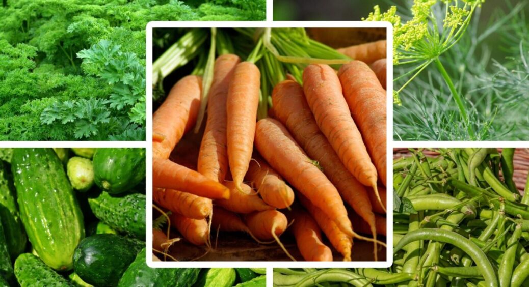 Що посіяти на звільнених грядках під кінець червня: 4 урожайні культури – без них буде туго 