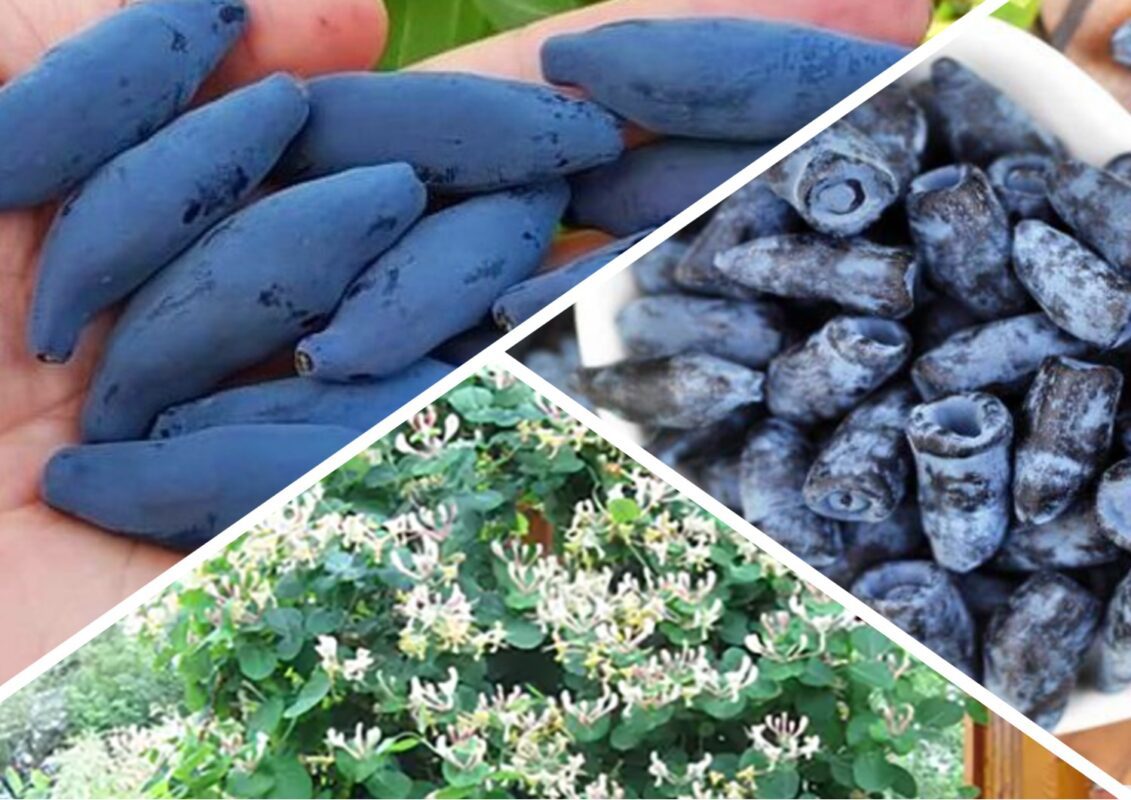 Як вирощувати жимолость