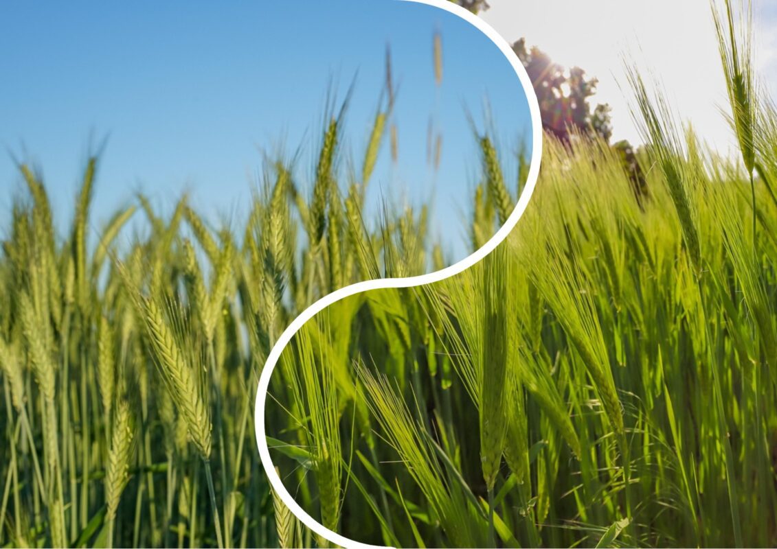 Садівники пояснили, чому через жито на городі можна втратити чимало грошей