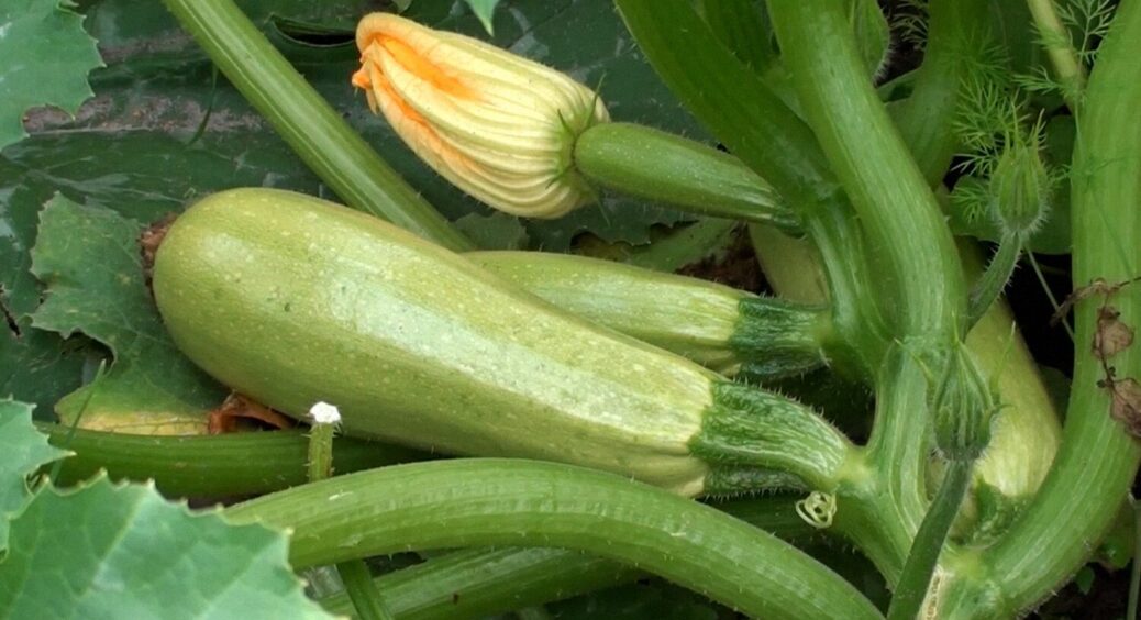2 прості компоненти для підживки кабачків – і збираєте врожай відрами до кінця серпня 