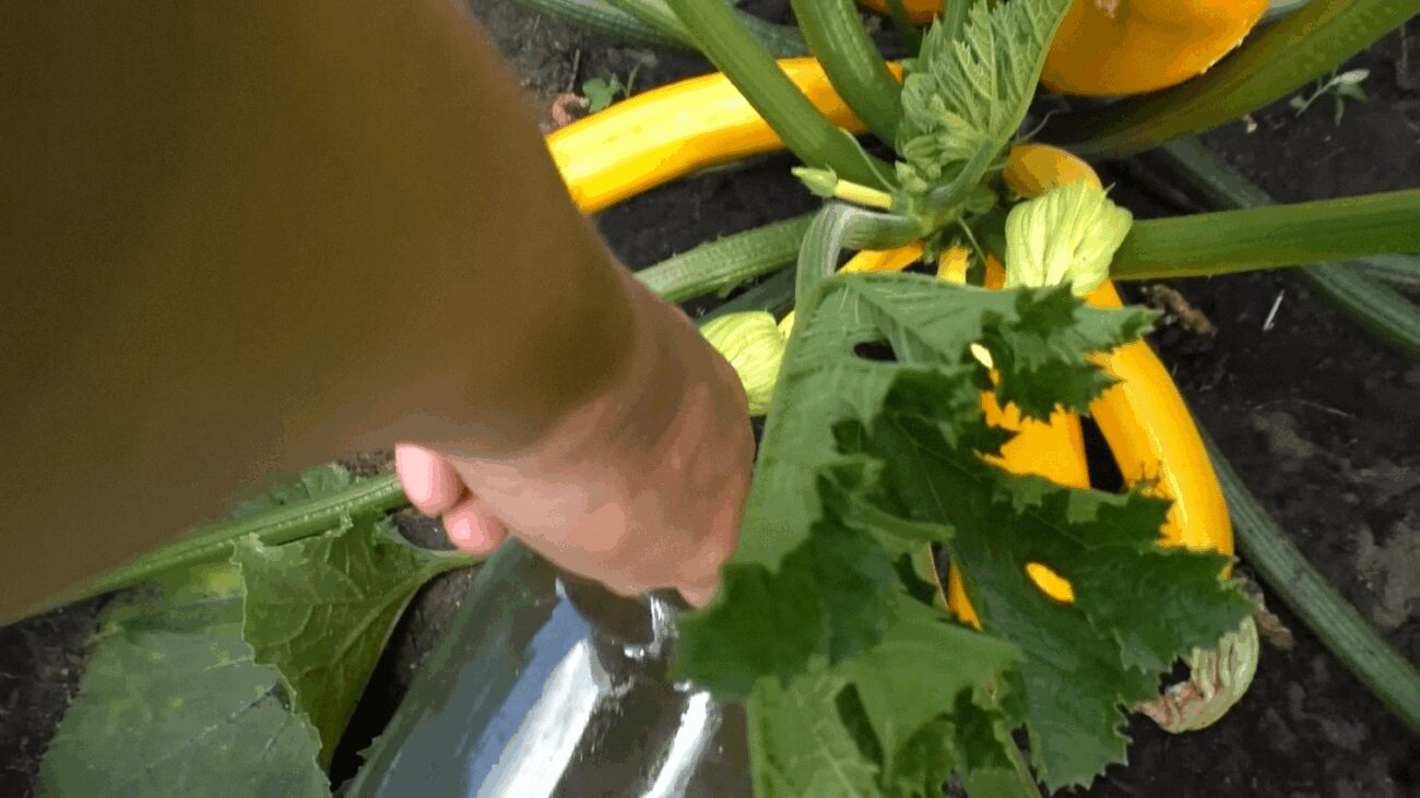 Господарі порадили 2 найкращих рідких добрива для кабачків