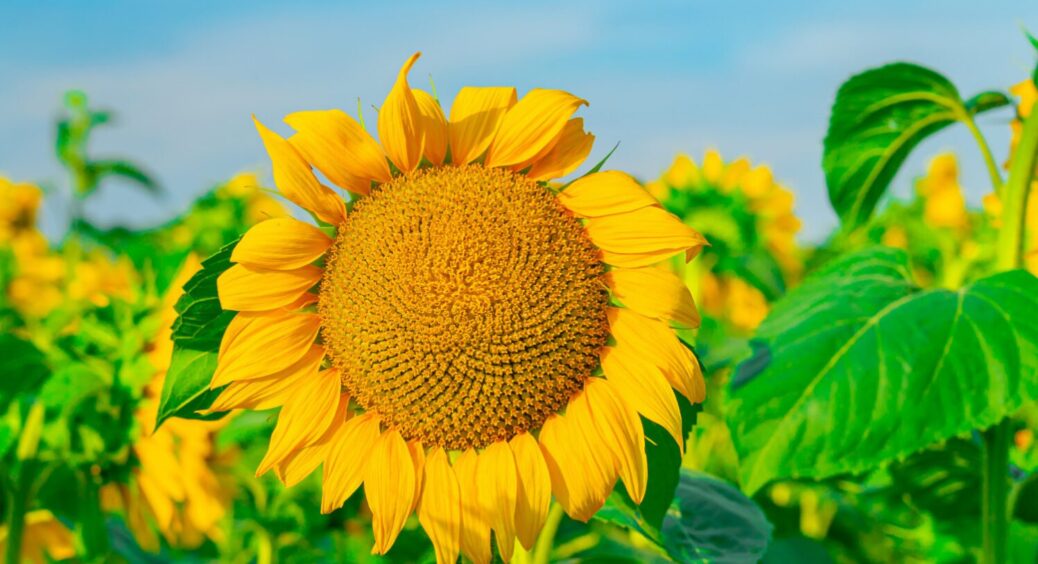 У посуху сію соняшник поглибше: на яку глибину закладати насіннячко, щоб добре проросло? 