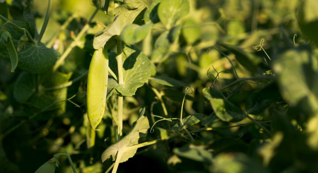 Ми їх для користі, а вони лише шкодять: чому не можна висаджувати бобові на грядках? 