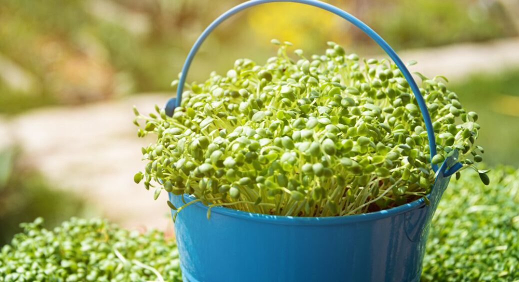 Найкращий сидерат для серпня, який диктує свої правила: підходить для 9 з 10 важких ґрунтів 