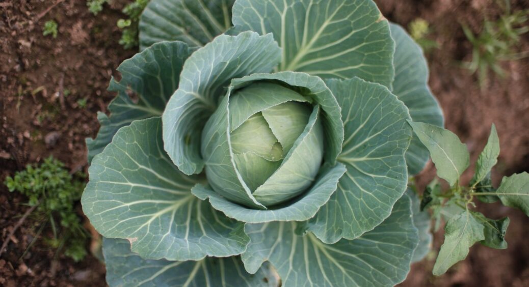 Після цих 4 культур не варто садити капусту – ґрунт виснажується і врожаю майже нема 