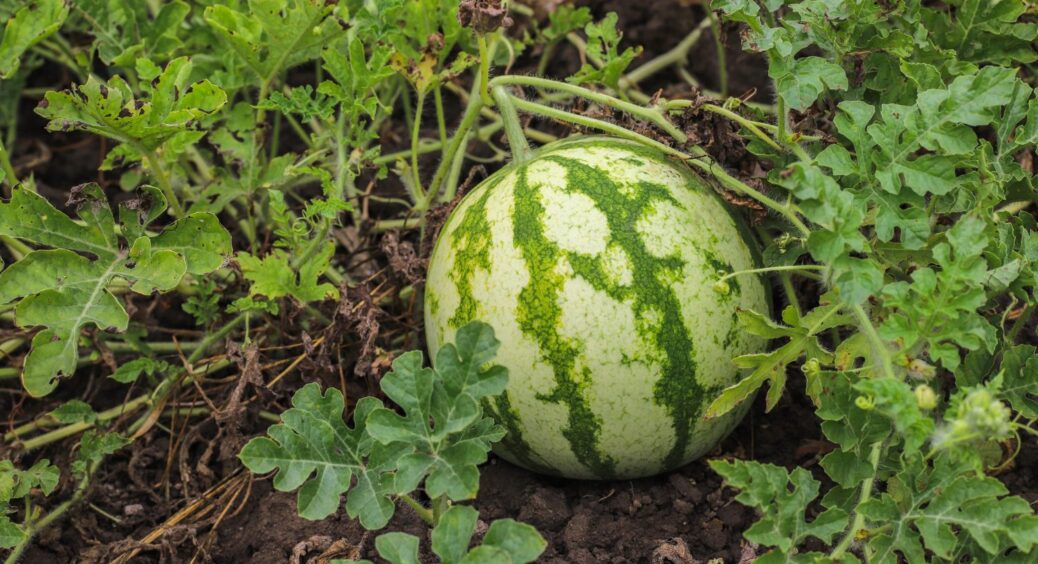 Чим підживити кавуни в липні: лише 2 компоненти і “попре” врожай – досвід фермерів з Херсонщини 