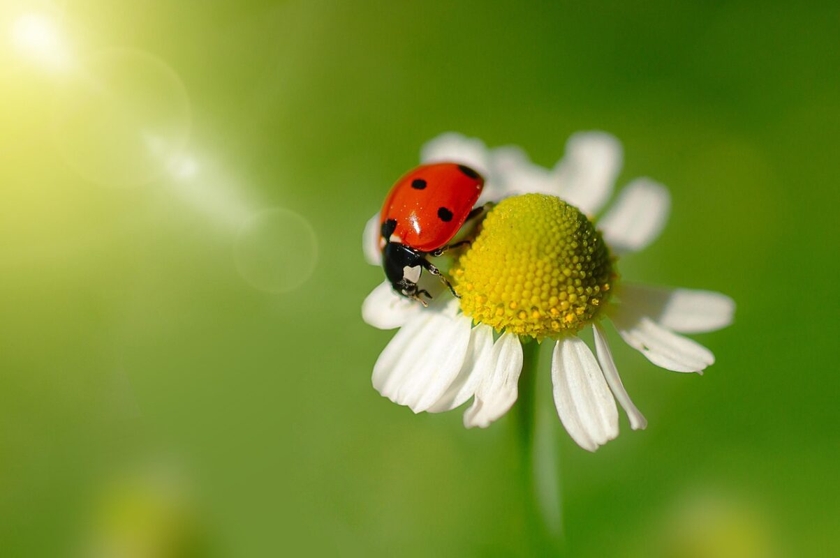 Садівники пояснили, яких комах варто привабити на ділянку в липні 2025 року