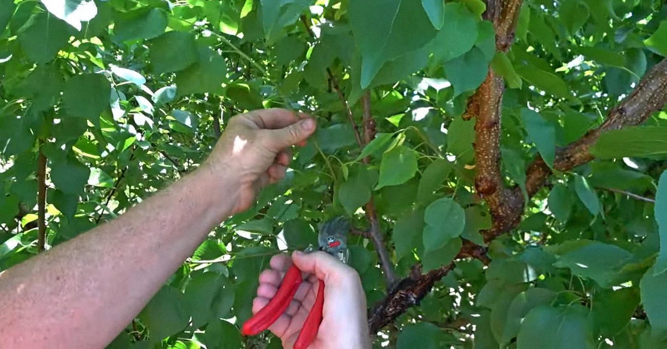Садівники пояснили, який догляд обов'язково потрібен абрикосу у серпні