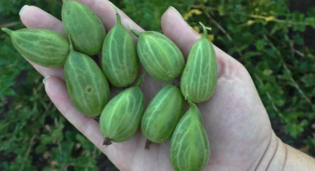 У Харкові аґрус крупний та солодкий, бо городники там роблять це: 1 дія, а який результат! 