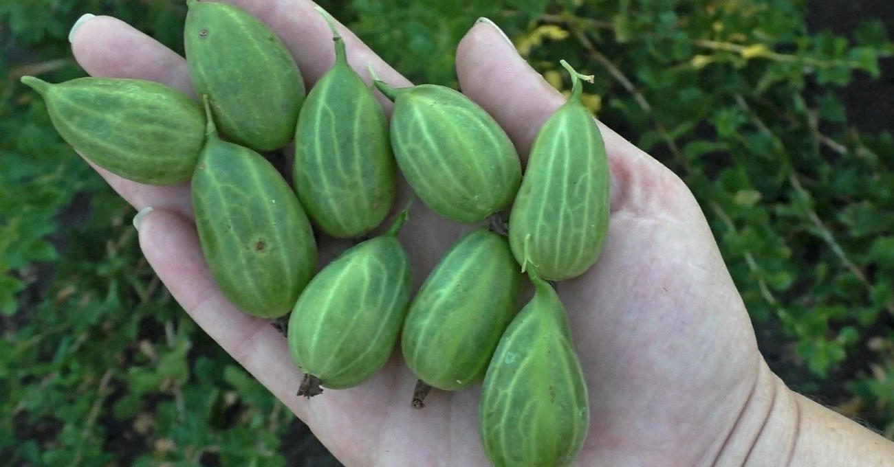 Фермери пояснили, як легко збільшити врожайність аґрусу