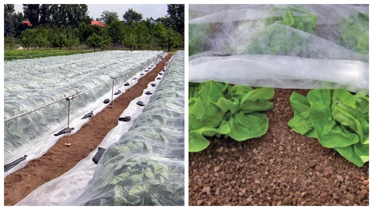 Садівники пояснили, чим слід вкривати помідори на городі в спеку