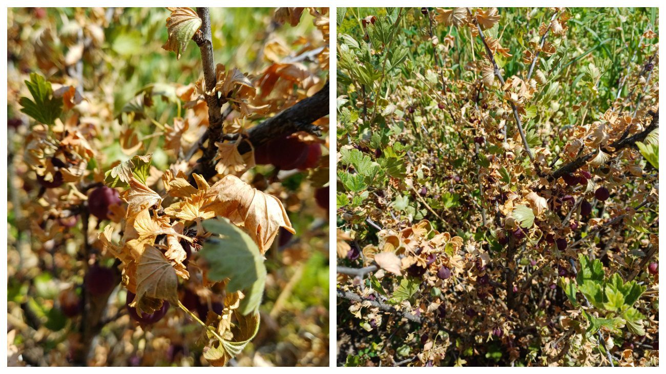 Садівники пояснили, чому в українців на городах почав висихати аґрус