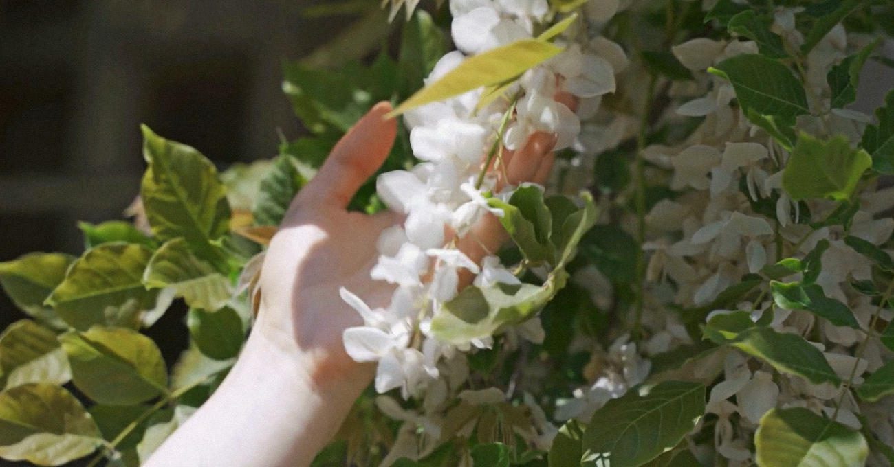 Городники назвали способи використання квітів акації в господарстві