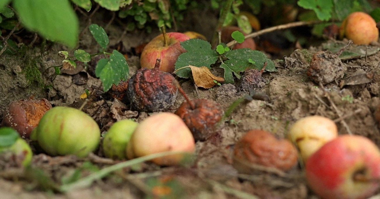 Городники назвали 3 способи використати гнилі яблука