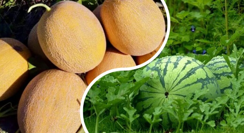 Холод не відступає: коли у 2026-му дійсно починати сіяти кавуни та дині — посівний календар 