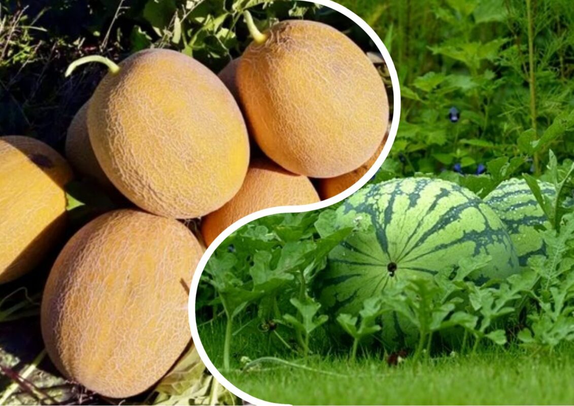 Як правильно вирощувати кавуни та дині
