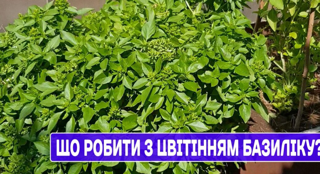 Як зупинити цвітіння базиліку? На Київщині завжди розкішна зелень, бо там знають цей секрет 