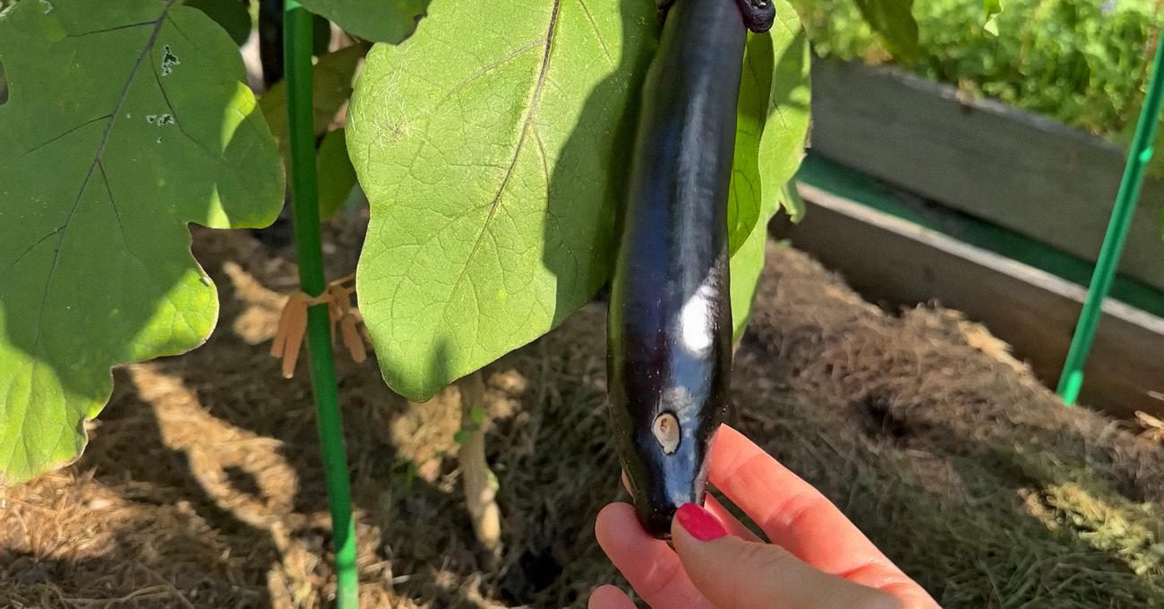 Овочівники поділилися підживкою для соковитого врожаю баклажанів