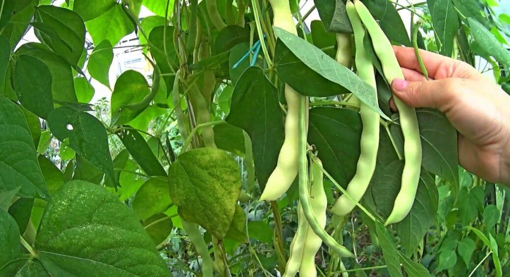 Дідусь з Луцька показав, як садить квасолю – тепер роблю тільки так: у 2024-му збирав мішками 