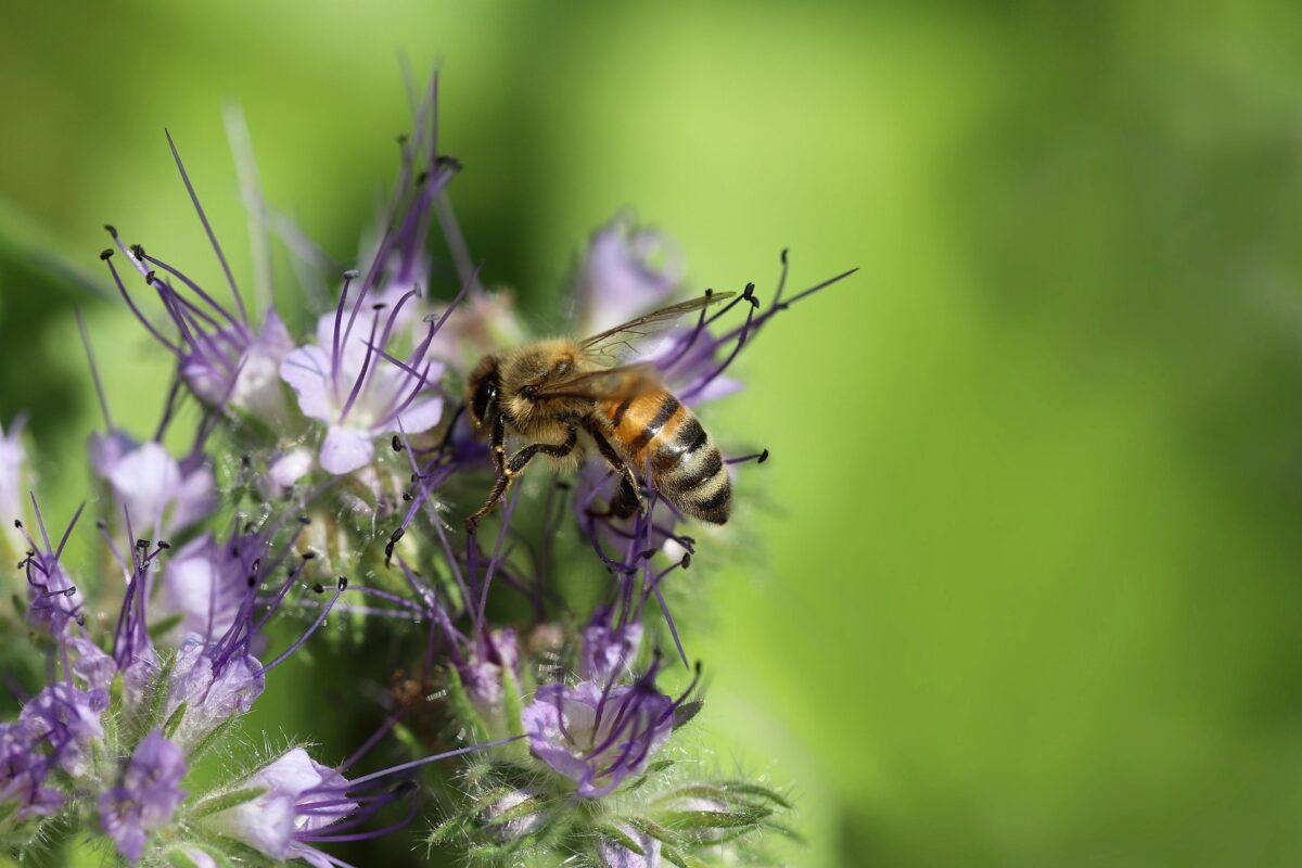 Садівники пояснили, яка рослина чудово зволожить город і вбереже від ерозії