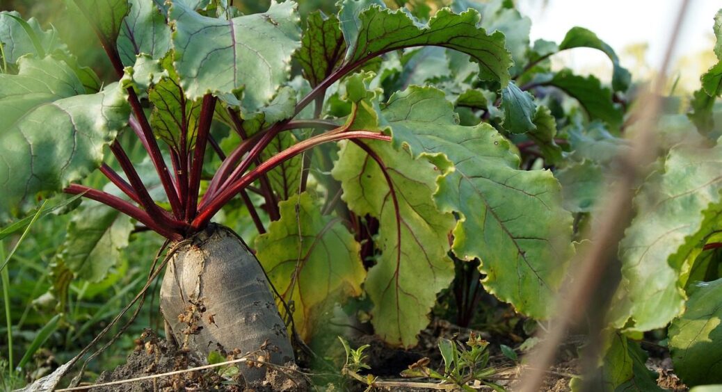 Чому скручується листя на ваших буряках: причини дуже прості, а рішення ще простіше 