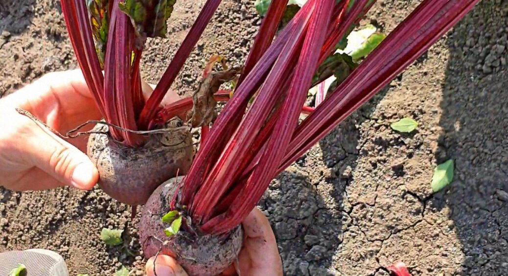 Солодкий і смачний буряк у 2025 – раз-два, і піде як треба: як правильно підгодовувати у липні 