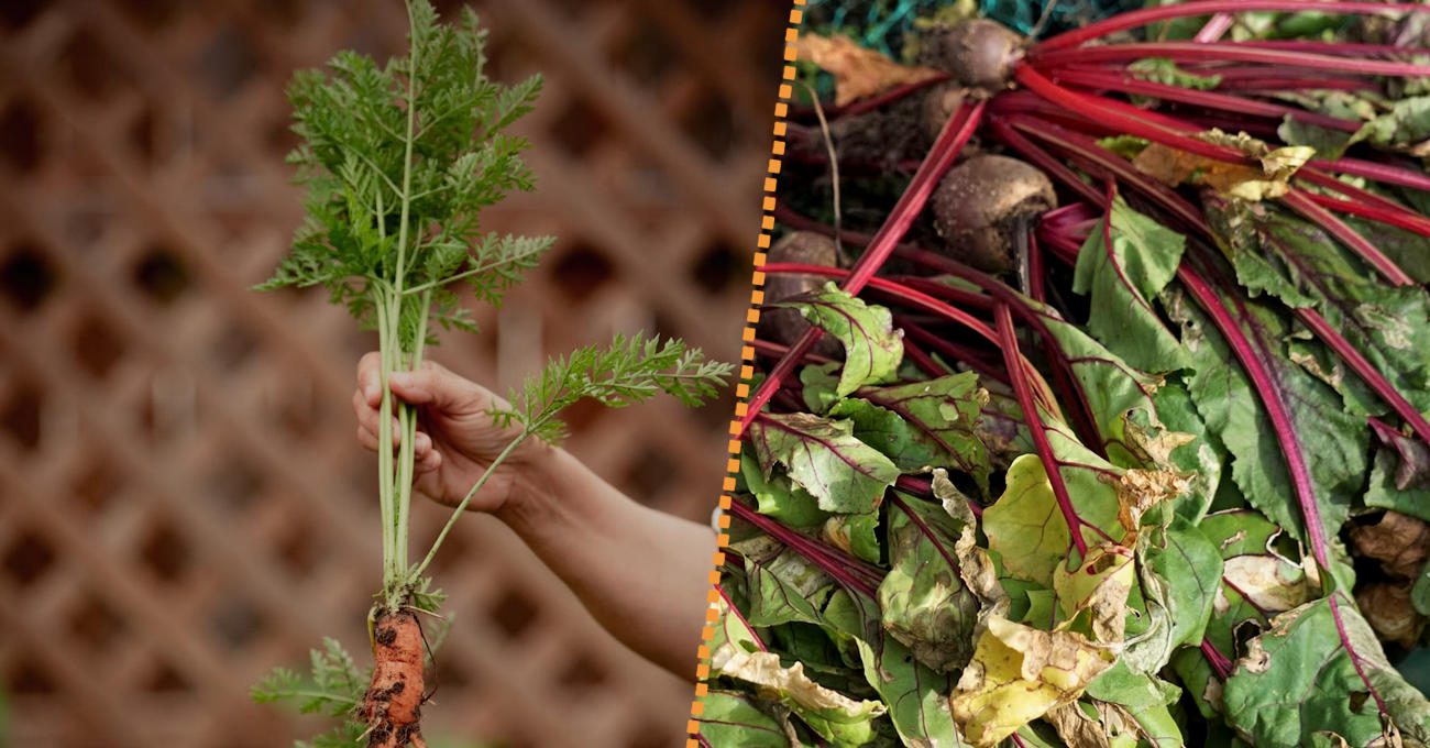 Городники пояснили, як зробити потужне добриво з бадилля буряка і моркви