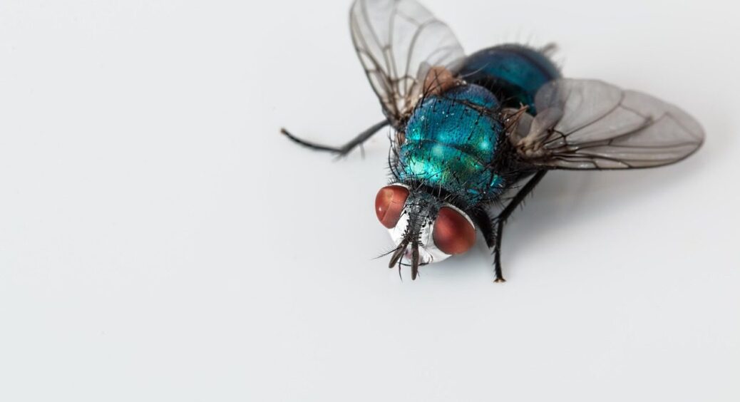 Як швидко позбутись від мух в оселі: вирішую проблему за 1 хвилину – ефективність 100% 