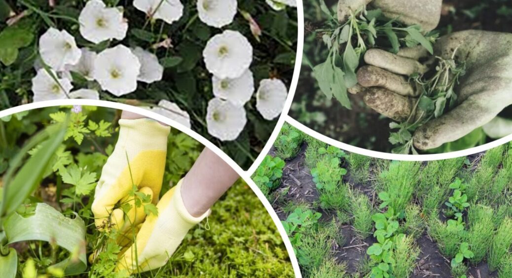 Бур’яни більше не дошкулятимуть: на кухні є 3 інгредієнти, що проженуть зелень без гербіцидів 