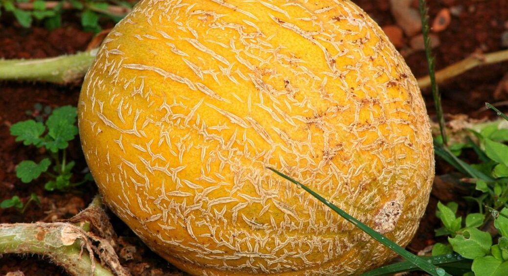 10 г на 10 л води – і дині вродять, як ніколи: що робити, якщо листя почало жовтіти по краях 