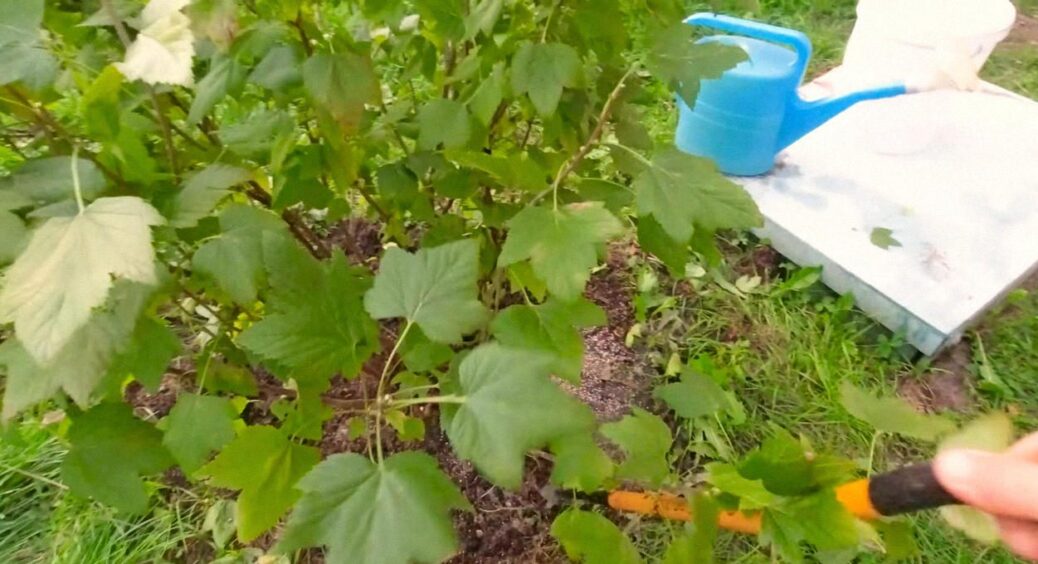 Чим обробити смородину, щоб знову пустила пагони: порада для тих, хто вже зібрав ягоди 