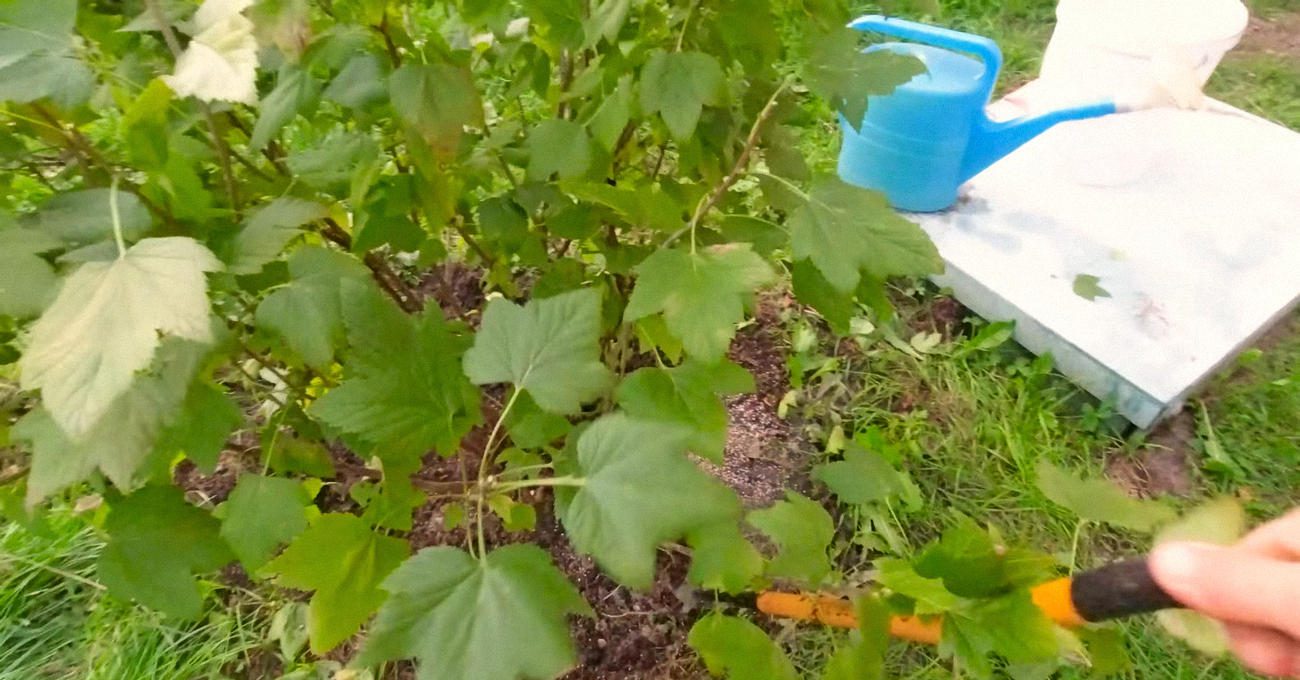 Садівники пояснили, як стимулювати ріст пагонів смородини після збору врожаю