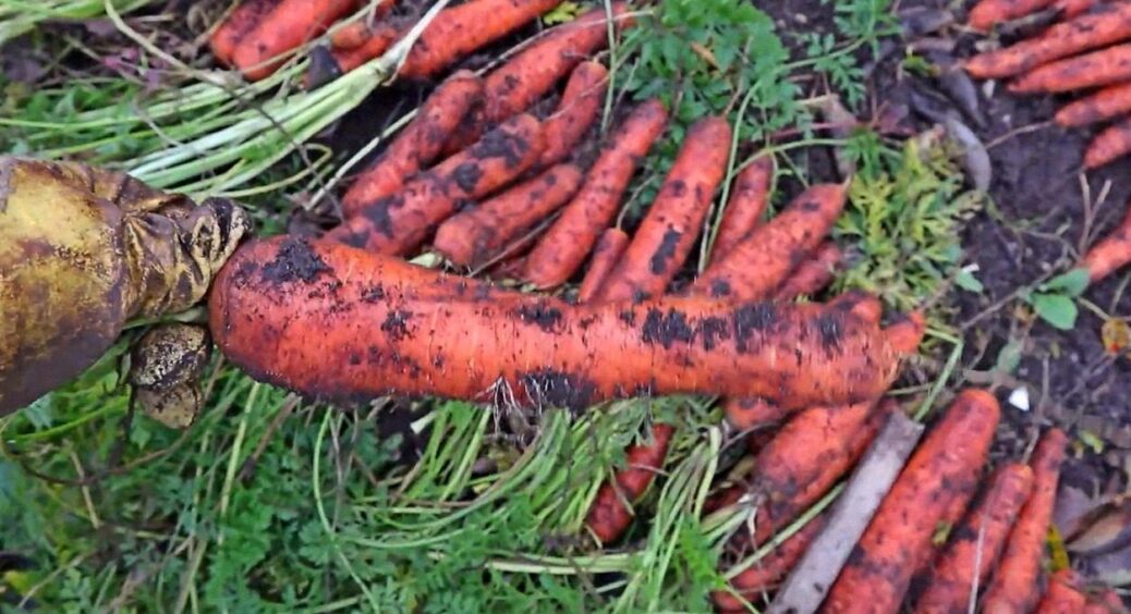 Посадіть ці 2 сорти моркви після 10 липня, і рекордний урожай гарантовано: овочів буде купа 