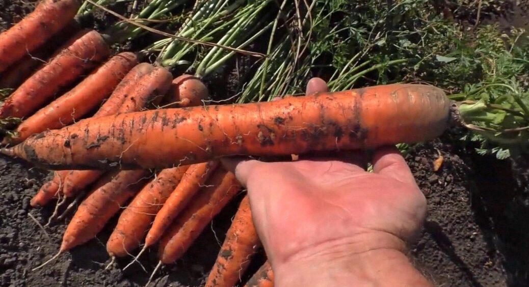 На Одещині садять моркву лише 2 сортів: не бояться глинистого ґрунту — і невибагливі вцілому 