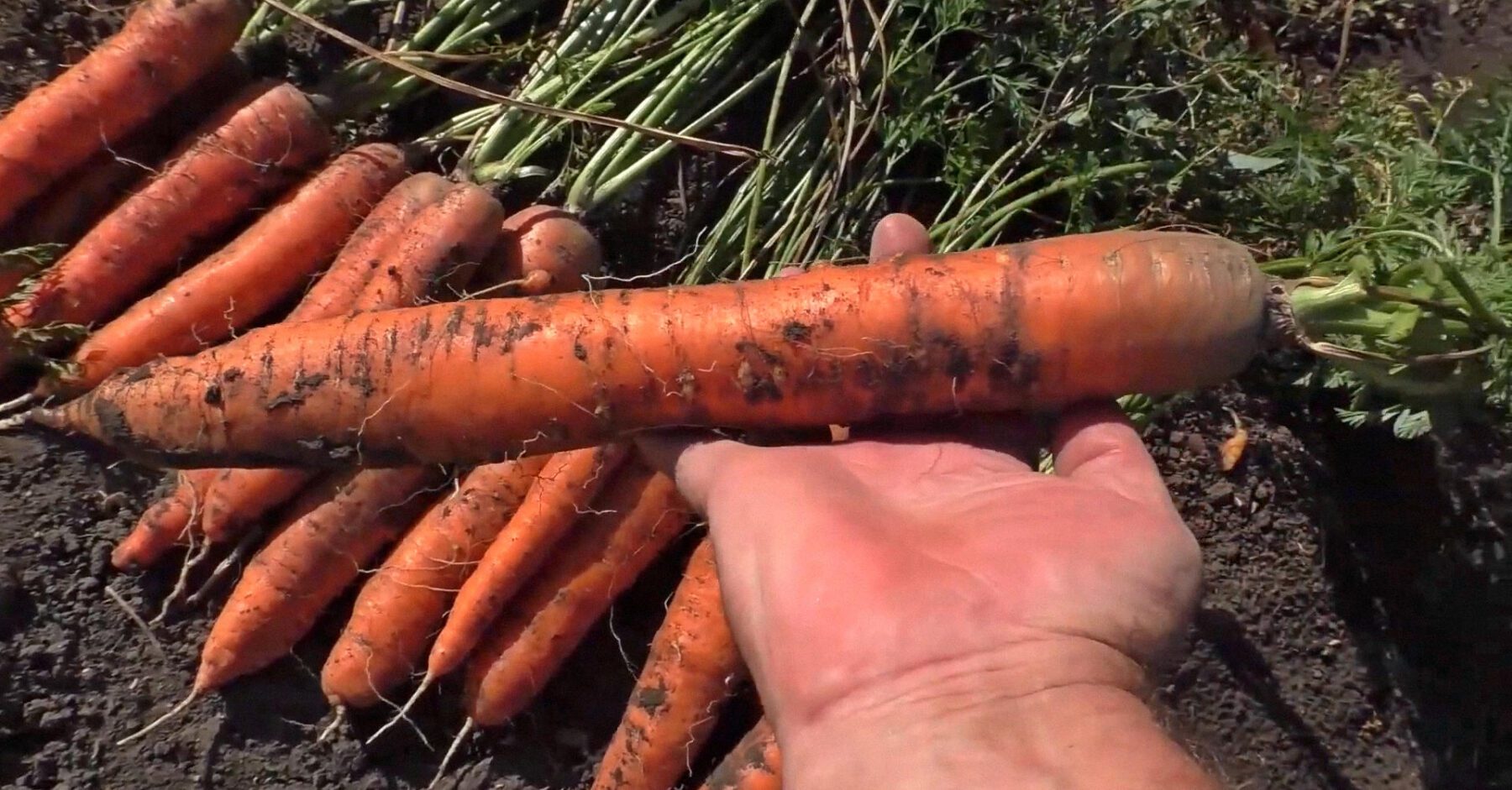Дачники розповіли, як поливати моркву в серпні, щоб зібрати високий врожай