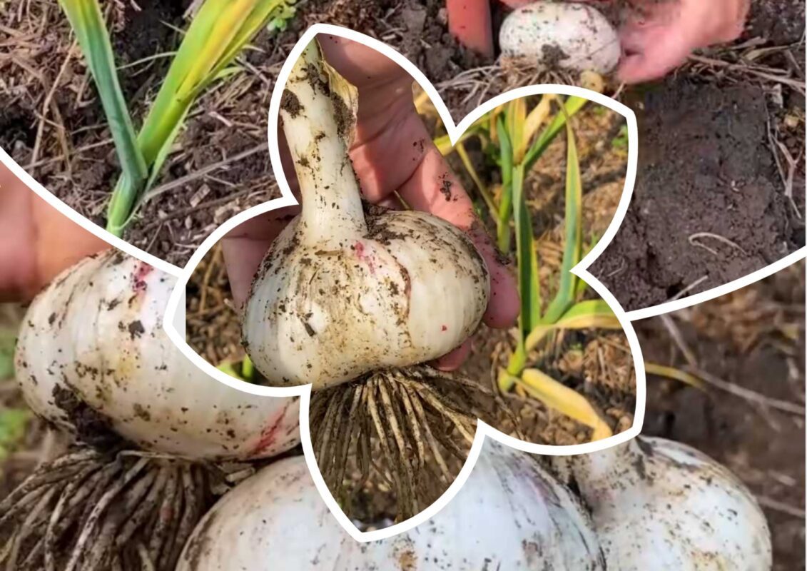 Садівники пояснили, як правильно поливати часник на городі до 1 вересня