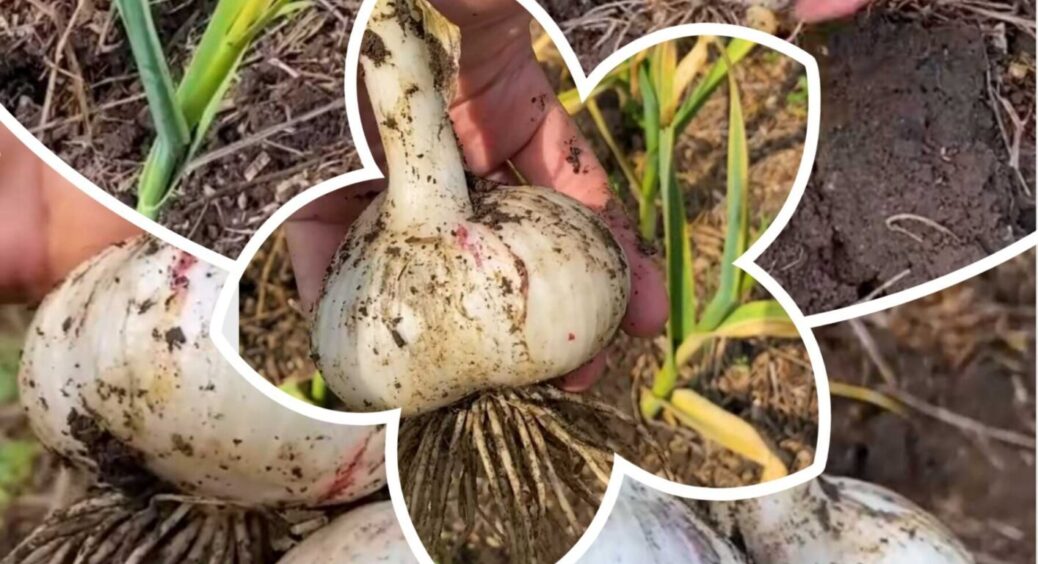 Збираємо врожай часнику-2025: схема збереження та планування посадок на наступний сезон — тут 